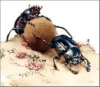 FABRE'S BOOK OF INSECTS