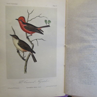 Image for Illustrations of the Birds of California, Texas, Oregon, British and Russian America. Fascicule 4: text pages 97-128, plates 16-20 as issued in original wraps.