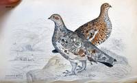 The Natural History of Game Birds. The Naturalist's Library. Ornithology. Vol IV. Gallinaceous Birds, Part II