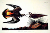 Kildeer Plover. From "The Birds of America" (Amsterdam Edition) [Pl. 225]