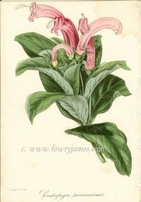 Antique Botanical Print from Paxton's Magazine of Botany and Register of Flowering Plants  Centropogon Surinamensis