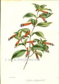 Antique Botanical Print from Paxton's Magazine of Botany and Register of Flowering Plants  Cuphea Platycentra