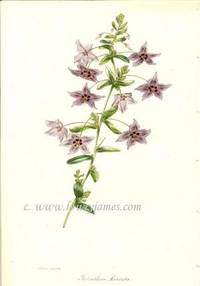 Antique Botanical Print from Paxton's Magazine of Botany and Register of Flowering Plants  Tetratheca Hirsuta