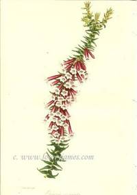 Antique Botanical Print from Paxton's Magazine of Botany and Register of Flowering Plants  Epacris miniata
