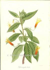 Antique Botanical Print from Paxton's Magazine of Botany and Register of Flowering Plants  Siphocampylus Bicolor