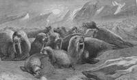 Seasons with the seahorses, or sporting adventures in the northern seas
