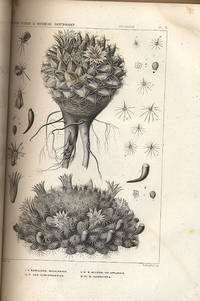 CACTACAE OF THE BOUNDARY from UNITED STATES AND MEXICAN BOUNDARY SURVEY UNDER THE ORDER OF LIETU. COL. W. H. EMORY