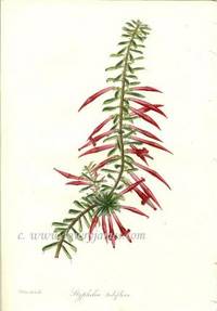 Antique Botanical Print from Paxton's Magazine of Botany and Register of Flowering Plants  Styphelia Tubiflora