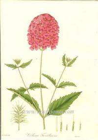 Antique Botanical Print from Paxton's Magazine of Botany and Register of Flowering Plants  Verbena Tweediana