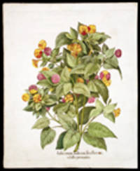 Jasminum Indicum, seu flos mirabilis peruanus [Variegated yellow-four-o'clock]
