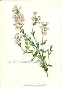Antique Botanical Print from Paxton's Magazine of Botany and Register of Flowering Plants  Chaenostoma Polyanthum