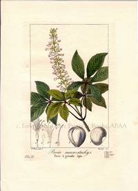 Pavia Macrostachys Flore des Jardiniers, Amateurs et Manufacturiers d'apres les dessins de Bessa Pavia Macrostachys Flore des Jardiniers, Amateurs et Manufacturiers d'apres les dessins de Bessa