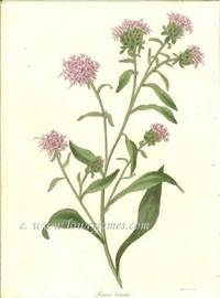 Antique Botanical Print from Paxton's Magazine of Botany and Register of Flowering Plants  Liatris borealis