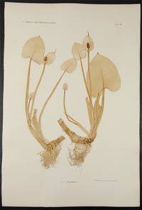 Calla palustris