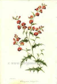 Antique Botanical Print from Paxton's Magazine of Botany and Register of Flowering Plants  Chorozema triangulare