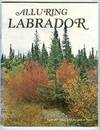 Alluring Labrador