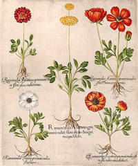 Ranunculus Asiaticus grumosa flore pleno Sanguineo prolifero [Proliferous Persian buttercup]; Ranunculus Pesiaticus grumosa radice flore pleno ruberrimo [Double-flowered Persian buttercup]; Ranunculus Creticus grumosa radice flore niveo [White Persian buttercup]; Ranunculus Asiaticus grumosa radice flore Phoeniceo ruberrims [Persian buttercup with serrated petals]; Ranunculus Asiaticus grumosa radice flore rubris venis distincts [Verigated Persian buttercup]