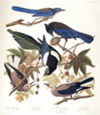 Yellow Billed Magpie, Stellers Jay, Ultramarine Jay, Clark's Crow. From "The Birds of America" (Amsterdam Edition) [Pl. 362]