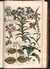 Eden: or, a Compleat body of Gardening, Both in Knowledge and Practice; Directing the Gardener in his Work, for every distinct Week in the Year... Illustrated with figures of about Four Hundred of the finest Shrubs, Flowers and Plants... Enlarged With the Addition of Twenty Folio Plates of new Plants, now first raised in the Royal Garden at Kew by  Sir John (1716?-1775) HILL from Donald Heald Rare Books - Used Book - Hardcover - First Edition