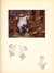 WALT DISNEY'S FANTASIA by WALT DISNEY from Aleph-Bet Books, Inc. - Used Book - Hardcover - First Edition