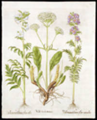 Valeriana maior [Cretan spikenard]; Valeriana Gr&aelig;ca flore albo [White Jacob's ladder or Greek valerian]; Valeriana Gr&aelig;ca flore coeruleo [Lilac-blue Jacob's ladder or Greek Valerian]