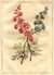 Double Larkspurs [Pl. 30] by  John (1742-1815) EDWARDS from Donald Heald Rare Books - Used Book