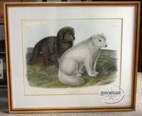 Plate CXXI Arctic Fox  (Vulpes Lagopus, Linn., Winter & Summer Pelage)  The Viviparous Quadrupeds of North America