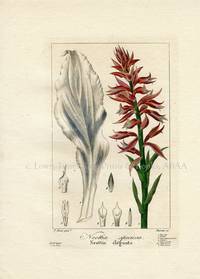 Neottia speciosa Flore des Jardiniers, Amateurs et Manufacturiers d'apres les dessins de Bessa Neottia speciosa Flore des Jardiniers, Amateurs et Manufacturiers d'apres les dessins de Bessa