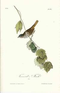 Pl. 188 Townsend's Finch The Birds of America, from Drawings Made in the United States and Their Territories Pl. 188 Townsend's Finch The Birds of America, from Drawings Made in the United States and Their Territories