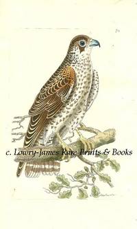 Plate # 741 Falco Communis. (The Common Falcon).  Shaw & Nodder's The Naturalist's Miscellany or Coloured Figures of Natural Objects: Drawn and Described Immediately from Nature