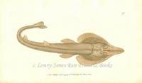 Plate 173 The Rostrated Ray  Shaw & Nodder's The Naturalist's Miscellany or Coloured Figures of Natural Objects: Drawn and Described Immediately from Nature