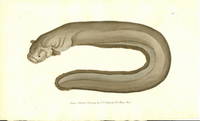 Plate 130 The Electric Gymnotus  Shaw & Nodder's The Naturalist's Miscellany or Coloured Figures of Natural Objects: Drawn and Described Immediately from Nature