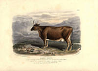 Kerry Breed [Pl. 6]