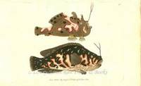 Plate 176 The Variegated Lophius  Shaw & Nodder's The Naturalist's Miscellany or Coloured Figures of Natural Objects: Drawn and Described Immediately from Nature