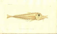 Plate 116 The Mailed Gurnard  Shaw & Nodder's The Naturalist's Miscellany or Coloured Figures of Natural Objects: Drawn and Described Immediately from Nature