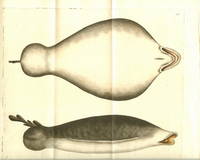 Plate 203 Single-finned Lophius  Shaw & Nodder's The Naturalist's Miscellany or Coloured Figures of Natural Objects: Drawn and Described Immediately from Nature