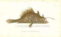 Plate 175 The Striated Lophius  Shaw & Nodder's The Naturalist's Miscellany or Coloured Figures of Natural Objects: Drawn and Described Immediately from Nature