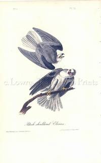 Pl. 16 Black-shouldered Elanus (White-tailed Kite or Black-shouldered Kite) The Birds of America, from Drawings Made in the United States and Their Territories Pl. 16 Black-shouldered Elanus (White-tailed Kite or Black-shouldered Kite) The Birds of America, from Drawings Made in the United States and Their Territories