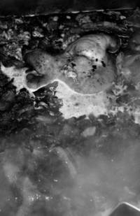 [La Conversation] Fumet de Veau/ Veal Stock (Signed Limited Edition Print)
