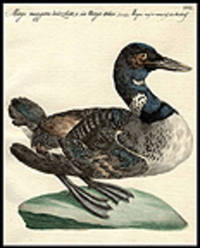 Mergo maggiore brizzolato, o sia Mergo Artico [Merganser?] [Pl. 507]