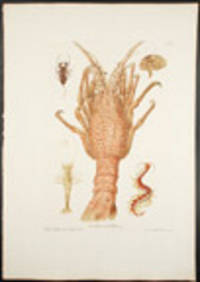[A Crayfish, a Sea Scorpion, a Shrimp, a rag worm and another] [Pl. 54]