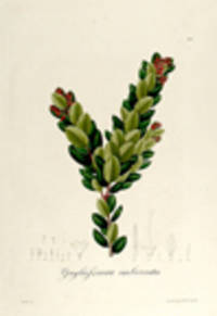 Gaylussacia imbricata [Pl. 126]