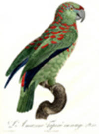 L'Amazone Tapir&eacute; en rouge [Festive Amazon (Amazona festiva)] [Pl.  88]