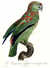 L'Amazone Tapir&eacute; en rouge [Festive Amazon (Amazona festiva)] [Pl.  88] by  Jacques (1767/8-1809) BARRABAND from Donald Heald Rare Books - Used Book