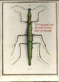 Green Stick Bug