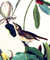 Warbling Flycatcher. From "The Birds of America" (Amsterdam Edition) [Pl. 118] by  John James (1785-1851) AUDUBON from Donald Heald Rare Books - Used Book