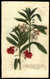 Balsamina foemina flore rubro [Rose Balsam with red flowers]; Balsamina foemina flore albo et rubro variegato [Rose Balsam with white and red flowers] [Pl.  220] by  Johann Wilhelm (1683-1741) WEINMANN from Donald Heald Rare Books - Used Book