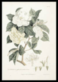 Jasminum ramo uniflore, pleno, petalis coriaceis [Pl. XV]