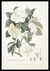 Jasminum ramo uniflore, pleno, petalis coriaceis [Pl. XV] by  Georg Dionysius (1710-1770) EHRET from Donald Heald Rare Books - Used Book