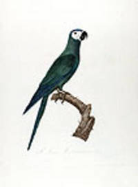 Red-bellied Macaw (L'Ara Macavouanne) [Pl. 7]